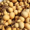 Calabaza Natural Pequeña Hermosa Calabaza Retorcida a Mano Juguete Cultural Calabaza Pequeña Artesanías de Calabaza Venta al por Mayor