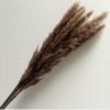 Yunnan atacado de flores secas Branco pequeno Reed Amazon buquê decoração de casamento preto pequeno Reed buquê de flores secas