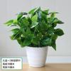 Plantas Pothos Simuladas, Plantas Verdes Artificiais, Ornamentos de Flores Simuladas, Lan House, Sala de Estar, Quarto, Clube de Hotel, Ornamentos de Plástico, Frete Grátis