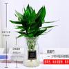 Bambú Guanyin, Bambú Rico, Plantas Hidropónicas con Raíces, Florales y Plantas Verdes, Plantas de Interior en Maceta Pothos, Bambú de Trasplante con Jarrón, Fácil de Mantener