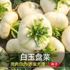 Plato de Jade Blanco Semillas de Hortalizas, Cabezas de Hortalizas de Plato de Wenzhou, Se Pueden Encurtir, Colirrábano, Hojas de Mostaza, Hortalizas de Maceta, Semillas de Hortalizas de Invierno y Otoño