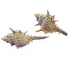 Osso de Bruxa Concha de Caracol Concha Decoração de Aquário Plataforma de Casamento Decoração de Casa Móveis Adesivos de Parede Caracol de Espinhos Múltiplos Fábrica Atacado