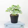 Atacado planta de árvore artificial planta verde bonsai sala de estar interna pequena bonsai falsa decoração de chão ave do paraíso banana viajante