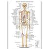 Póster de Anatomía Humana de la Fábrica de Dongguan Inglés Músculo Póster Médico Vaso Sanguíneo Cabeza Imagen Colgante de Divulgación Científica Popular