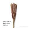 [50 cm curto pequena coleta de poeira] pequeno Reed pequeno pó pampas grama Amazon fornecimento de comércio exterior