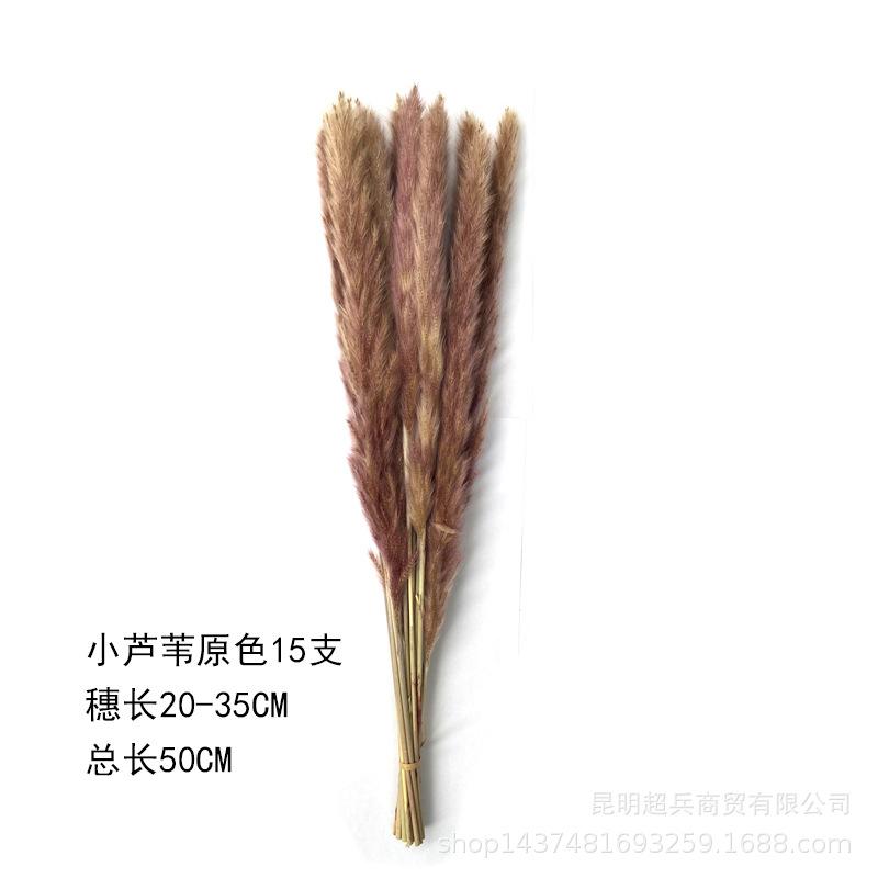 小芦苇原色15支.jpg