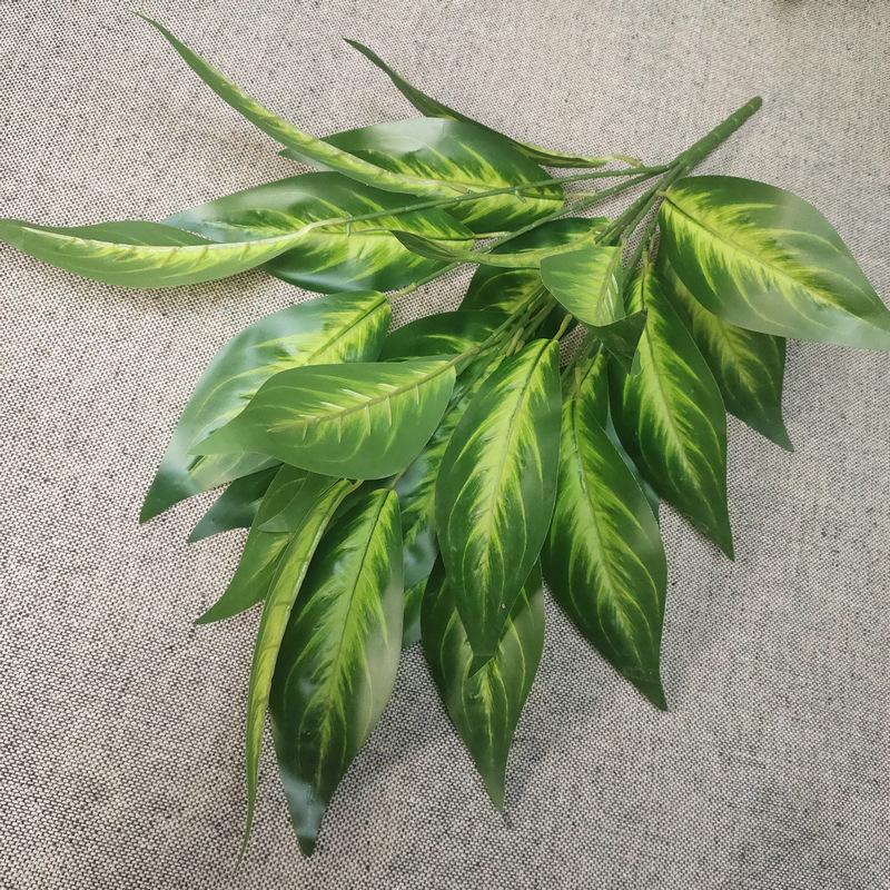 26叶万年青树