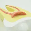 Suministro de Modelo Dental, Modelo de Enseñanza Oral, Dientes Puntiagudos, Dientes de Corte, Amplificación de Molares, Suministro de Fábrica, Suministro Suficiente