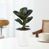 Planta de Caucho Black Diamond en Maceta para Uso en Interiores y Exteriores, Planta Verde para Purificación del Aire, Planta en Maceta para Escritorio de Oficina, Planta Verde de Cuatro Estaciones