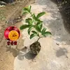 Qinmi No. 9 Plántulas de Árbol de Maracuyá, Plántulas de Maracuyá Dorado, Siembra en Patio, Plántulas de Siembra Cuatro Estaciones, Plantas en Maceta