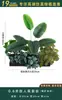 Flores Artificiais Plantas Verdes Conjunto de Divisória Decorativa Flores de Plástico e Seda Decoração de Paisagismo Arranjo de Paisagem Exibição de Janela Interna