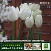 Resistencia al FríoTulipán Holandés Hidropónico Planta de Floración Cuatro Estaciones Planta Verde Flores en Maceta para Sala de Estar Apto para Principiantes