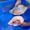 Máquina Cortadora de Pescado Congelado, Divisora Eléctrica Grande Comercial para Huesos, Pezuñas de Cerdo y Pezuñas de Res