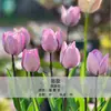 Bulbos de Tulipa para Venda no Atacado, Variedade de Pétala Simples, 1 Bulbo por Pacote, Bulbos de 5 Graus, Plantas de Flores de Interior em Vasos, Floresce o Ano Todo, Fácil de Cuidar