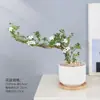 Baoshi Nieve de junio maceta hidropónica bonsái forma de acantilado oficina interior mesa fácil de cuidar plantas de follaje mesa de centro agua