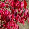 Dropshipping Flor Espejo Planta Árbol de Cera de Sichuan y Yunnan Ligustrum Oro Brillante Ciprés Azul Hielo Serie Piruleta Planta en Maceta Estilo Jardín