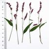 Flor de pasto rojo Polygonum flor seca pegamento en relieve funda para teléfono móvil diy flor real y espécimen de hoja paquete de material espécimen de planta