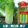 Semillas de Col Erqing de Taiyuan Huerto de Granja Jardín de Verduras Núcleo Enrollado Fibra Densa Menos Recta Hoja de Cáñamo Verde Col Semillas de Verdura