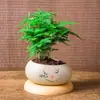 Plantas de Espárragos en Maceta Plantas Verdes de Interior para Oficina Plántulas Bonsái Bambú Nube Enano Tangshan Flor de Viento Maceta Plantas Pequeñas en Maceta