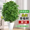 Planta Verde Real Grande en Maceta para Sala de Estar, Árbol de la Paz Perennifolio, Planta de Tronco Viejo para Uso Interior, Árbol del Dinero para Regalar