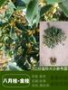 Un retoño de osmanthus, grandes flores de osmanthus de cuatro estaciones, elixir dorado del alto poste nativo del patio de agosto, pabellón Tianxiang Shen