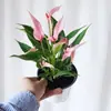 Color Soñador Rojo PalmaMelocotón Labios Color Soñador Palma, una planta hidropónica de cuatro estaciones, tolerante a la sombra y de fácil cuidado que elimina eficazmente el formaldehído