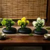 Nuevo Maceta Pequeña Poco Profunda Piedra Negra Malla 5 Plantas Acuáticas Bonsái Pequeño Oficina en Casa Escritorio Flor Artificial Adornos de Bonsái