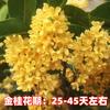 Mudas de Osmanthus em Dropshipping, Plantas de Osmanthus em Vaso de Quatro Estações, Flores Comestíveis que Florescem Continuamente, Interior Varanda Pátio, Flores Fortemente Perfumadas