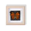 Especímenes de Mariposas Reales Raros y Preciosos (Mariposa Pavo Real) en un Marco, Decoración Moderna de Madera para el Hogar, Decoración Creativa de Mesa