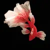 Decoração de peixe koi para casamentos, arranjos para quarto de noivos, adereços de peixe dourado para estúdio fotográfico, adereços de peixe koi vermelho para fotografia de casamento