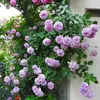 Dropshipping Sucos Varanda Mudas de Rosa Rosas Florindo Flores em Vasos Plantas Trepadeiras Cipós Rosa Plantas Verdes