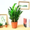 Árvore da Fortuna Planta em Vaso Grande Árvore da Fortuna Planta Verde Pequena Árvore da Fortuna Sala de Estar Escritório Flores de Interior Bonsai Cordão da Fortuna