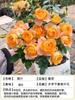 Sementes de Rosas Vermelhas Grandes para Dropshipping Vasos Pilha Velha Corolla Varanda Pátio Flores Extra Grandes Florindo o Ano Todo