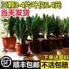 Planta Clívia Premium em Vaso com Botões de Flor, Planta de Interior Fácil de Cuidar, Mudas de Orquídea para Quatro Estações, Dez Flores Mais Valiosas para a Sala de Estar