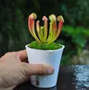 Armadilha de Mosca, Planta Carnívora (Jarro), Flor Carnívora, Repelente de Mosquitos, Armadilha de Mosquitos, Armadilha de Insetos Extra Grande, Planta em Vaso Divertida