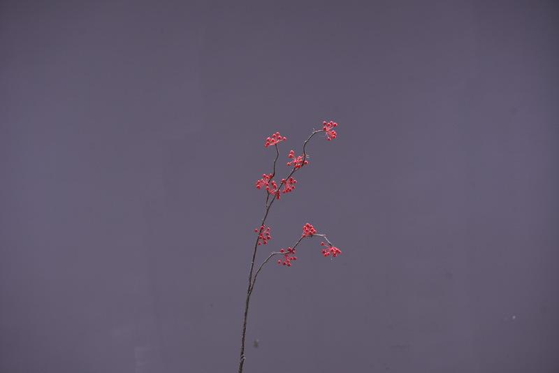 2-5红色小枝青藤果.JPG