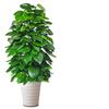 Planta en Maceta de Rábano Verde de Hoja Grande Columna Absorbe Formaldehído, Planta Verde Grande en Interiores para Atraer Riqueza y Prosperidad, Rábano Verde de Oficina, Sala de Estar Es Fácil de Mantener