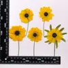 Coleção de Galhos de Flor de Crisântemo, Pacote de Material para Embossing de Flores Secas, Material para DIY Feito à Mão, Espécime de Planta, Marcador de Página Embossado com Cola