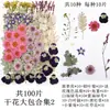 Flores Secas, Kit de Materiais para Prensagem de Flores Reais, Espécimes de Folhas Transfronteiriços, Espécimes de Plantas de Flores Prensadas DIY, Pétalas de Flores Secas para Resina para Artesanato
