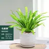 Helecho Nido de Pájaro en Maceta - Planta Pequeña Purificadora de Aire para Interiores, para Oficina, Perenne y Fácil de Mantener, Planta Verde Tolerante a la Sombra