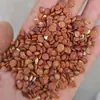 Semillas Auténticas de Azufaifo Ácido, Semillas de Azufaifo Ácido de Yunnan, Semillas de Azufaifo Ácido de Hebei al por Mayor
