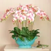Plántulas Personalizadas Creativas Transfronterizas de Orquídea Phalaenopsis con Espigas Florales para Sala de Estar Interior, Flores en Maceta de Cuatro Estaciones y Plantas Verdes Plántulas de Orquídea