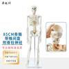 Modelo de esqueleto humano adulto, esqueleto, columna vertebral, disco, articulación, estándar médico, enseñanza, modelo de cuerpo entero