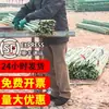 Palo de bambú estante para huerto de verduras verdura pepino tomate frijoles estante valla de bambú valla bambú pequeño palo de bambú delgado estante para uvas