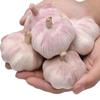 Ajo Seco 2025, Ajo Morado y Blanco, Ajo Seco de Este Año, Ajo Grande con Rico Sabor a Ajo - 2.5 kg