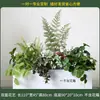 Caja de flores decoración flores y plantas arreglo floral producto terminado adorno de planta verde venta de restaurante oficina mampara canaleta de flores paisajismo biónico