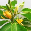 Dropshipping Orquídea blanca Magnolia retoño flor orquídea cuerno amarillo planta balcón interior planta verde fácil de vivir con cuatro brotes