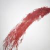 Samambaia Aspargo Flor Natural Real Parede Decoração Essencial para Casamento Arranjo de Flores Secas Fábrica de Yunnan Atacado Arranjo de Casamento Feito à Mão