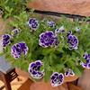 Semillas de Petunia Colgante Importadas, Plantas de Maceta de Petunia Colgante Fáciles de Cultivar, Semillas de Flores para Todas las Estaciones, Tasa de Germinación 80%