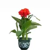 180 Variedades de Sementes de Flores Não Repetitivas, Fáceis de Cultivar em Todas as Estações, Podem Afastar Mosquitos, Adequadas para Varandas Internas e Externas, Distribuição Transfronteiriça